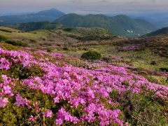 大分県